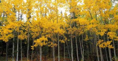 修复裂痕，出轨后如何重建信任与感情