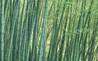 如何挽回变心的男人，女性的情感智慧与策略